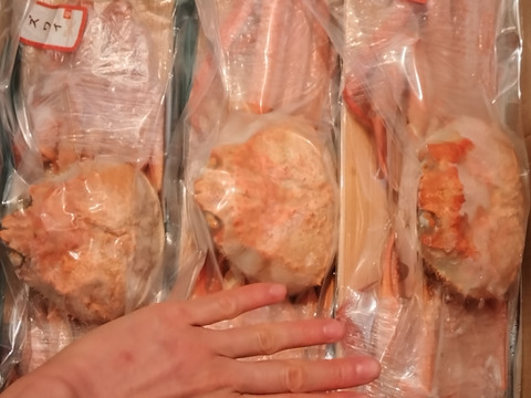 ~日時指定可~富山湾の紅ズワイガニ✨お得な1.2Kgセット（中小サイズ3杯）”茹でたて特殊急速冷凍品”