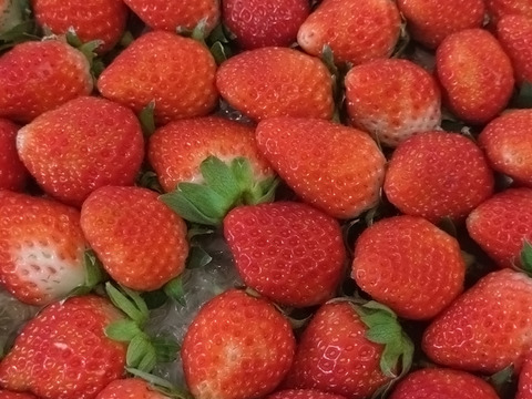 【訳あり品】パティシエに愛され続ける夏秋イチゴ