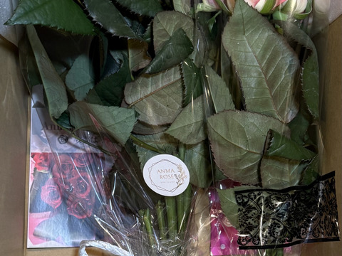 【15本】おまかせ厳選バラ☆贈り物にもおすすめ（ご自宅用簡易包装/50cm）