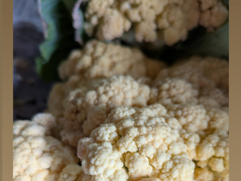 🟣🟡🟢３色セット🟢🟡🟣