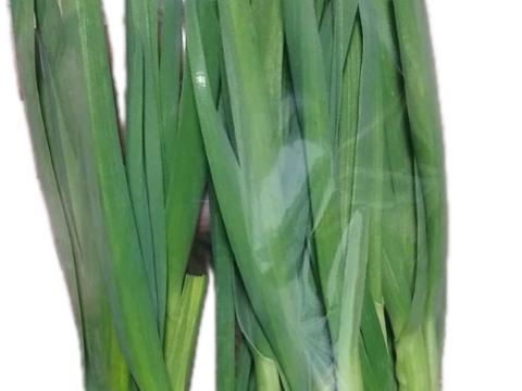 農薬不使用 葉ニンニク 石川県産 10束/約1000g