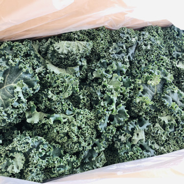 栄養価の高い フリルケール ヴェルデ 1キロ 鹿児島県産 食べチョク 農家 漁師の産直ネット通販 旬の食材を生産者直送