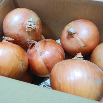 甘い 横綱級 愛媛 風早の玉ねぎ もみじの輝 2lサイズ以上 10kg 数量限定30箱 保存用 お中元にもどうぞ 愛媛県産 食べチョク 農家 漁師の産直ネット通販 旬の食材を生産者直送 甘い 横綱級 愛媛 風早の玉ねぎ もみじの輝 2lサイズ以上 10kg 数量限定30箱 保存用 お中元にもどうぞ 愛媛県産 食べチョク 農家 漁師の産直ネット通販 旬の食材を生産者直送