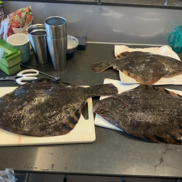 高級魚マツカワ 苫小牧産 3キロ以上 北海道産 食べチョク 農家 漁師の産直ネット通販 旬の食材を生産者直送