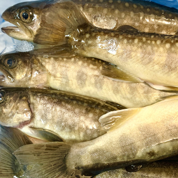 活〆 いわな鮮魚 5尾 出荷直前水揚げ ゴミが出ません 内臓処理済み おうちキャンプに イワナ５匹 無投薬の美味しい岩魚 いわな5尾 岐阜県産 食べチョク 農家 漁師の産直ネット通販 旬の食材を生産者直送