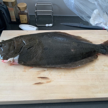 天然ヒラメ 60ｃｍ 2 8ｋｇ 即発送 香川県産 食べチョク 農家 漁師の産直ネット通販 旬の食材を生産者直送