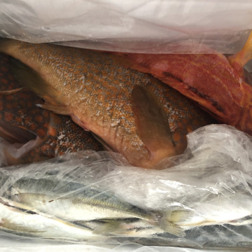 明日朝まで限定 捕れたて 天然ヤズ ブリ 約3キロ 長崎県対馬市 長崎県産 食べチョク 農家 漁師の産直ネット通販 旬の食材を生産者直送