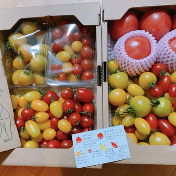 100 純トマト 雪ちゃんトマト シンディーオレンジとミニトマトのセット2キロ箱詰め 長野県産 食べチョク 農家 漁師の産直ネット通販 旬の食材を生産者直送