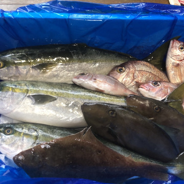 こうちゃんさんが粟島定置さんの 新潟県粟島産 漁師のまかない 未利用魚セット が 届いたよ を投稿しました 食べチョク