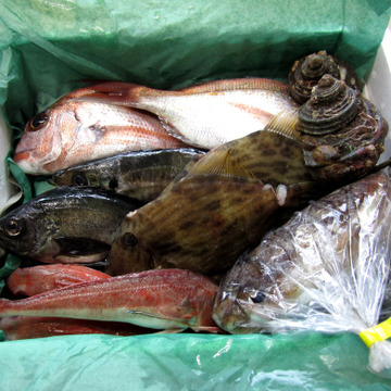 全部食べたい欲張りセット 真鯛 ハゲ コウイカ スミイカ 広島県産 食べチョク 農家 漁師の産直ネット通販 旬の食材を生産者直送