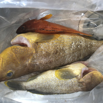 明日朝まで限定 捕れたて アコウ キジハタ アオナ 長崎県対馬市 長崎県産 食べチョク 農家 漁師の産直ネット通販 旬の食材を生産者直送