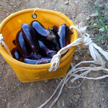 村のきかく社さんがブログを投稿しました 食べチョク