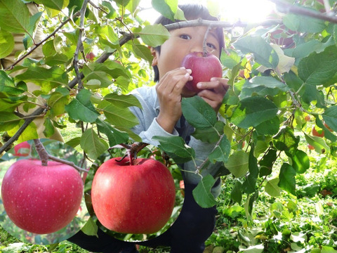 サンふじ＋シナノホッペ　家庭用　1.7～1.8キロ【葉とらず】JA基準より60％減の低農薬栽培　11月1日より発送【りんご食べ比べ】