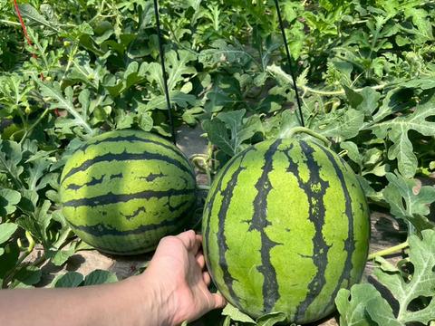 種ごと食べれるスイカ誕生！『ぷちっと』（1玉：約4人分）