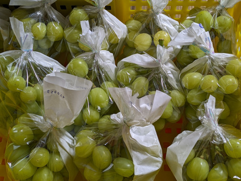 シャインマスカット 約1kg（2-3房）※信州の環境にやさしい農産物50％節減（長野県認証）2023