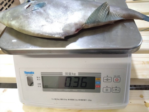 【刺身用】天然ウマヅラハギ 300g以上×5匹｜日本海・深浦直送｜未来丸厳選