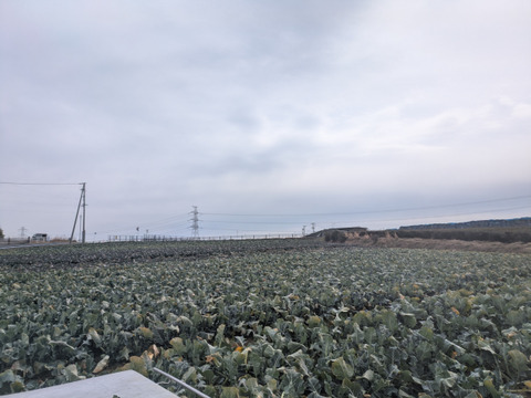 食べてみりん🥦🥬セット
