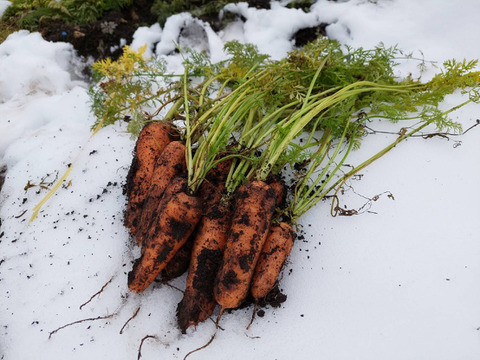 栄養価コンテスト3度グランプリの農園直送！雪の下で甘みを蓄えた「雪解け有機人参」3kg（不揃い・規格外）