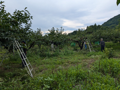 【群馬県みどり市産】蜂屋柿　干し柿用生渋柿　ご家庭用　約4KG