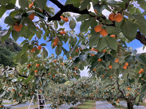 《希少》四ッ溝柿 （抜き柿 16〜20個）