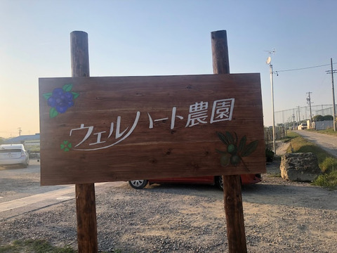 【農薬・化学肥料不使用】生姜　愛知県知多半島産　1kg