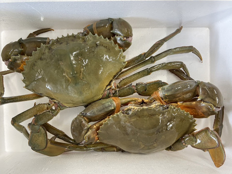 1個だけ限定商品】30％値引きしました。🦀ノコギリガザミ
