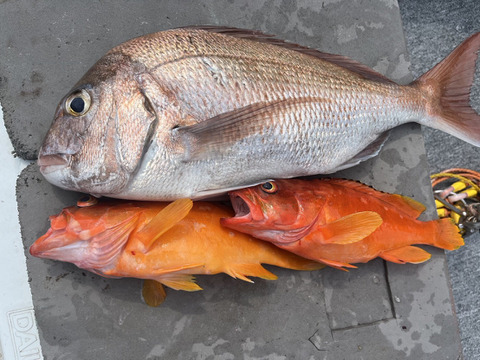 明日朝まで限定！捕れたて！アカハタ・タイ 約3kg 長崎県対馬市(内臓・鱗処理済)