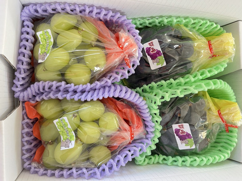 シャインマスカットだけになる可能生があります！まるせい果樹園のぶどう　おまかせ　350ｇ×4袋　バラ詰め　自家用　贈答用　os3