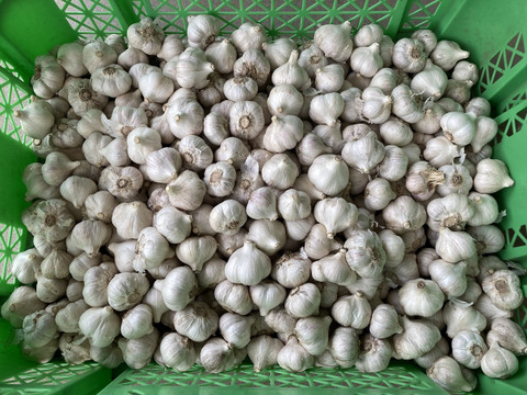 【農薬・化学肥料不使用】　にんにく２ｋｇ　Ｍサイズ（300円／100ｇ）令和６年岐阜県産