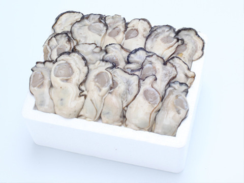 鍛え牡蠣　期間限定価格★  旬です 今食べたい 広島牡蠣老舗の味！