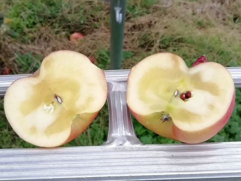 【奇跡のミツ入り！】こうとく　約3キロ　葉とらず　家庭用　JA基準より60％減の低農薬栽培