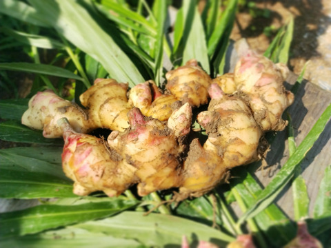 鮮度抜群！香り最高！新生姜1kg 土付き（親生姜をセットでお届け）（11月15日発送予定）