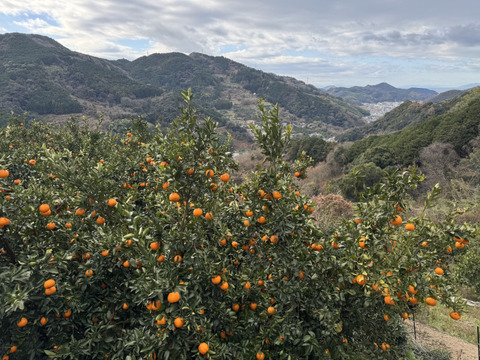 【プチプチ食感♪＆種なし】太田ぽんかん《ご家庭用 2kg》｜サイズ混合｜愛媛・西宇和産