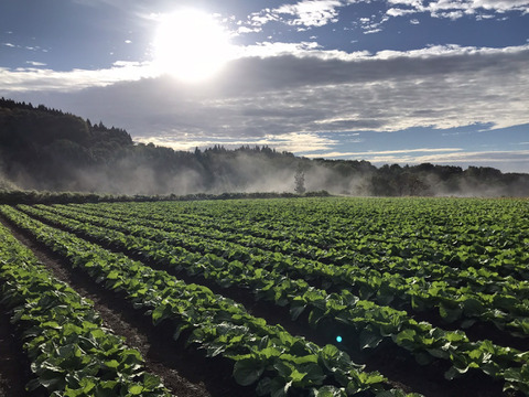 【規格外】白神山地とEM菌が育てた『寒締め白菜』２玉／２kg～３kg