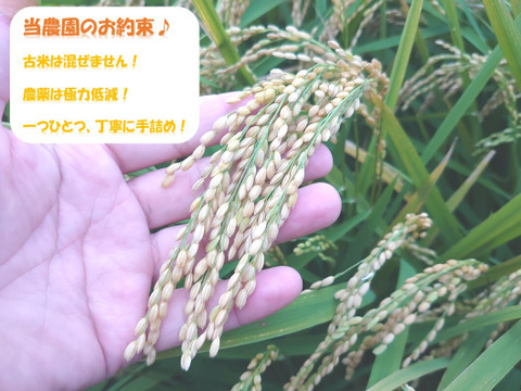 無洗米 真空パックで長持ち！にこまる『岡山県産』１合×12個