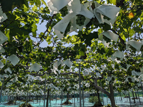 ぶどう（藤稔）4房