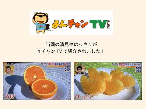食べ比べ】みかん・カンキツ詰め合わせセット5kg｜和歌山県海南市下津