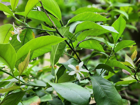 【超希少】完熟姫レモン１ｋｇ ご家庭用 農薬不使用 自然栽培 愛媛県産