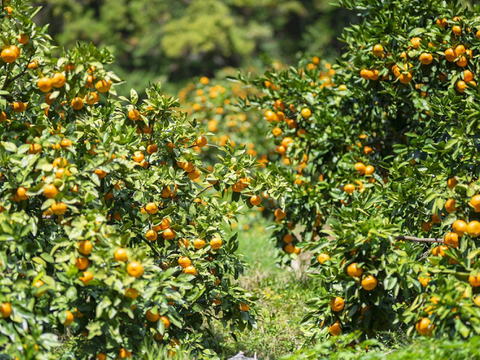 【温州みかんの王様】南柑２０号３ｋｇ ご家庭用 農薬不使用 自然栽培 愛媛県産