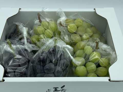 （家庭用）シャインマスカットとニューピオーネ又はオーロラブラック（２ｋｇ以上）
8月下旬より順次発送