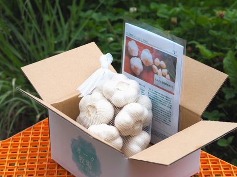 素揚げが大好評！田子町産にんにく【お試し5玉】7月中旬以降お届け