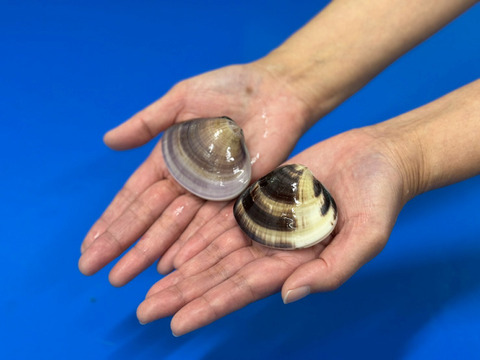 【アワード受賞福袋】
『蛤おためし福袋』九十九里の海の幸　口に広がる豊潤な薫り