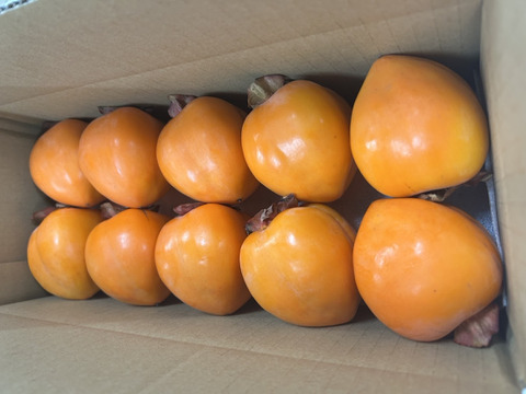 《希少》四ッ溝柿 （抜き柿 16〜20個）