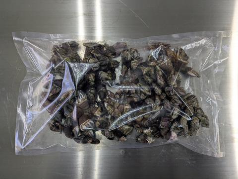 【採れたて直送】山陰産「カメノテ」生　1kg　※汁物やおつまみに最適！