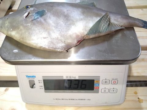 【刺身用】天然ウマヅラハギ 300g以上×5匹｜日本海・深浦直送｜未来丸厳選