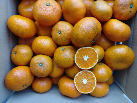 農薬・化学肥料不使用】神奈川産 大津みかん 10kg (訳あり)：神奈川県