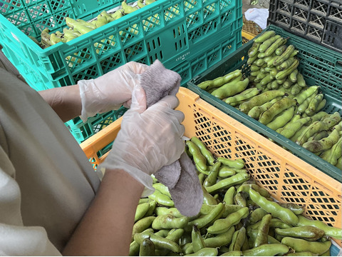 【大好評♫ 】食べやすさ抜群”みずみずしい”とれたて  そら豆. 4名以上にオススメ　3000g→3300g from 名水の里　神奈川県秦野市