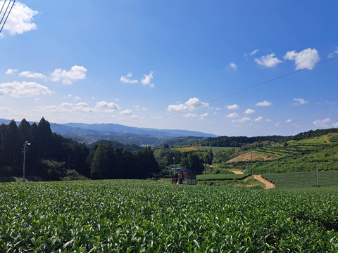 2025年たつみ園の八女茶大好き♡⃛な方必見！！ティーバック５g×30個入3袋セットの大容量！！！！