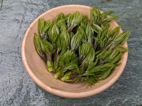 【予約開始】秋田県産天然コシアブラ150グラム