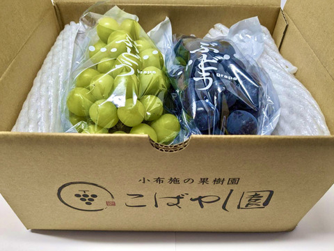 信州ナガノパープル2房約1kg×2箱 特選】ナガノパープル・1kg・2房：長野県産のナガノパープル